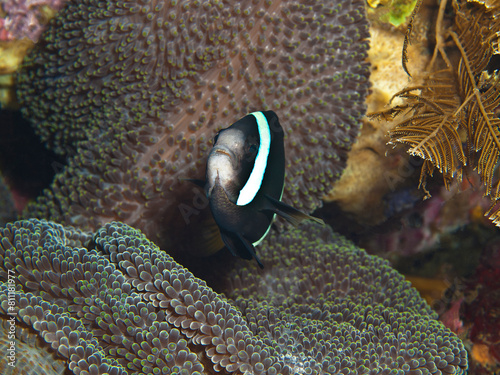 Anemonefish on the Liberty wreck in Tulamben on the island of Bali, Indonesia: Clownfish in its anemone. Underwater photography at an exceptional diving site.