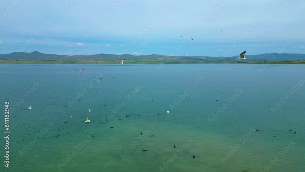 Several Groups of Flamingos in the Water