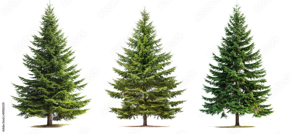 Green spruce trees collection isolated on transparent or white background