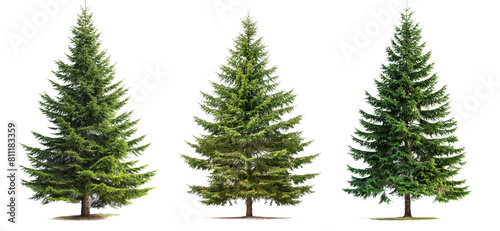 Green spruce trees collection isolated on transparent or white background