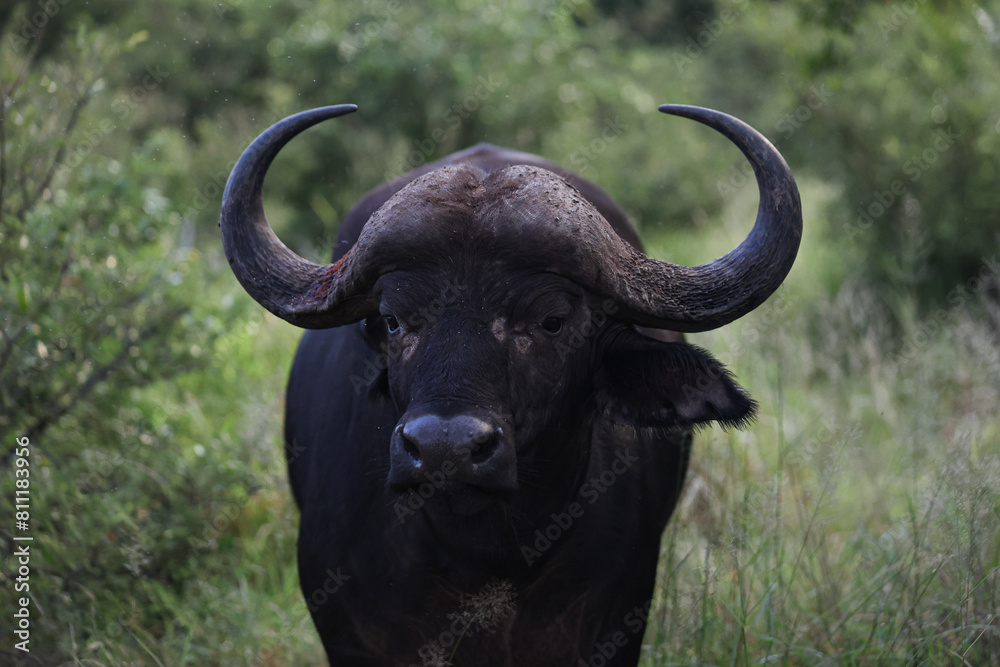Cape Buffalo looking at camera in South Africa Cape Buffalo looking at camera in South Africa