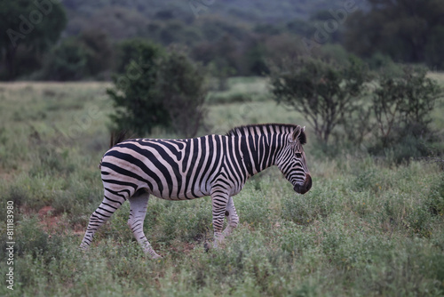 Zebra grazing on vegetation in South Africa