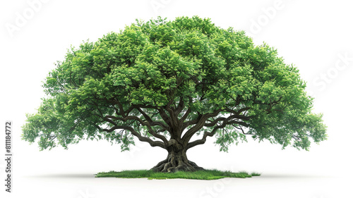 A large green tree with branches and leaves isolated white background