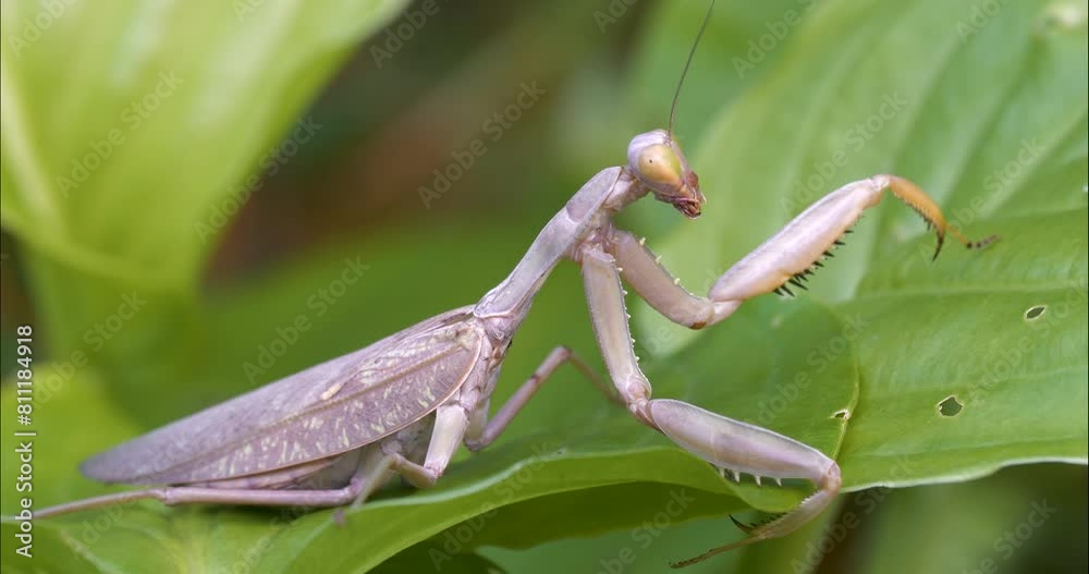 Close-up view of a praying mantis, which lives in tropical, warm regions and feeds on small insects. Close-up view of a praying mantis, which lives in tropical, warm regions and feeds on small insects.