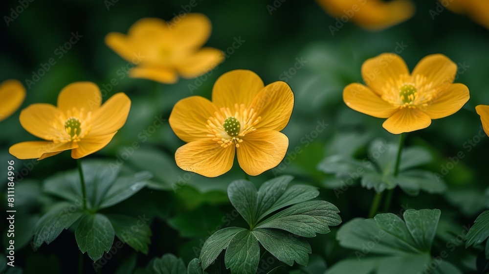 Fototapeta premium A group of yellow flowers with green leaves in the background, AI
