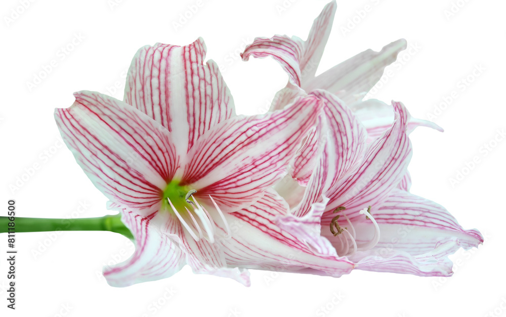 Naklejka premium Beautiful Hippeastrum johnsonii (AMARYLLIDACEAE) Flower isolated on white background 