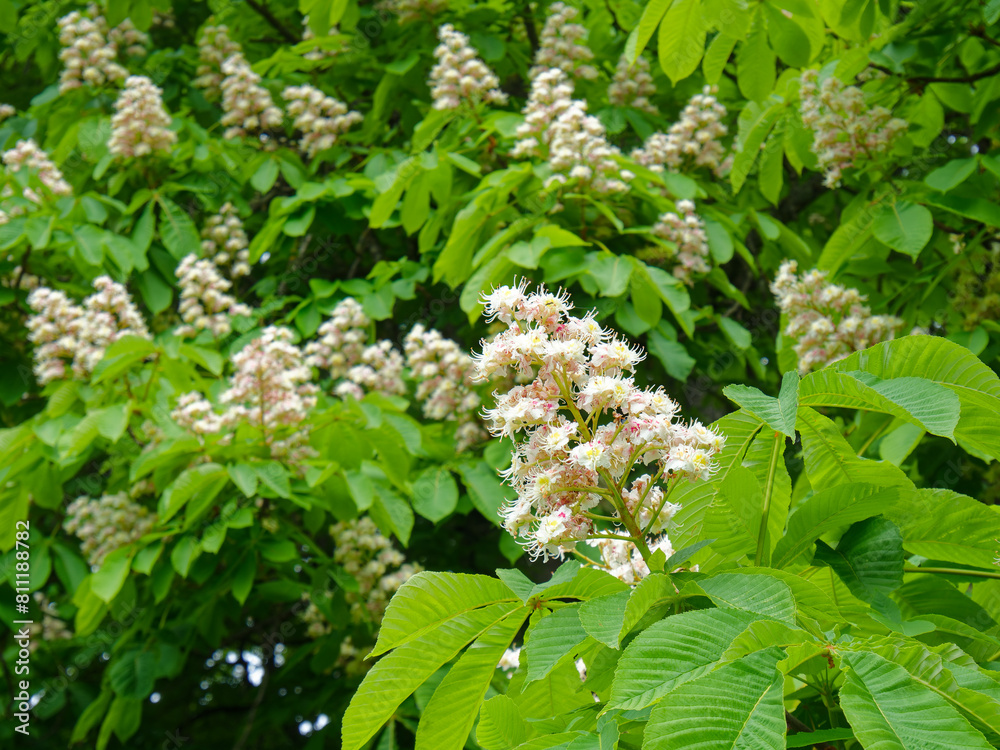Closeup on chestnut flowers and leaves in spring, full bloom Closeup on chestnut flowers and leaves in spring, full bloom
