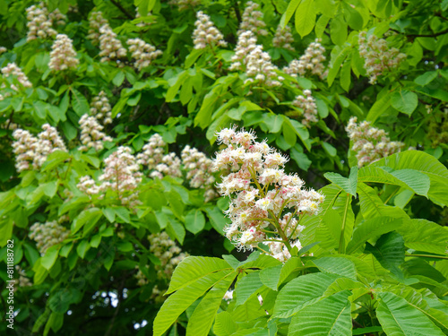 Closeup on chestnut flowers and leaves in spring, full bloom