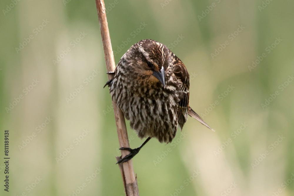 Fototapeta premium Female Red Winged blackbird in marsh