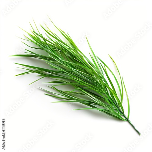 A green grass leaf on a white background.
