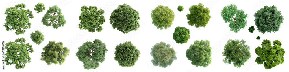 set of green summer tree isolated on transparent background. 3d render high quality design element maple poplar white background png