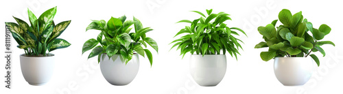 White ceramic potted plants with green leaves isolated on transparent or white background