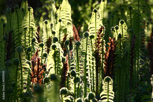 It is a lot of fresh young leaves of ferns of a bizzare shape. From light to a shadow in the spring evening.