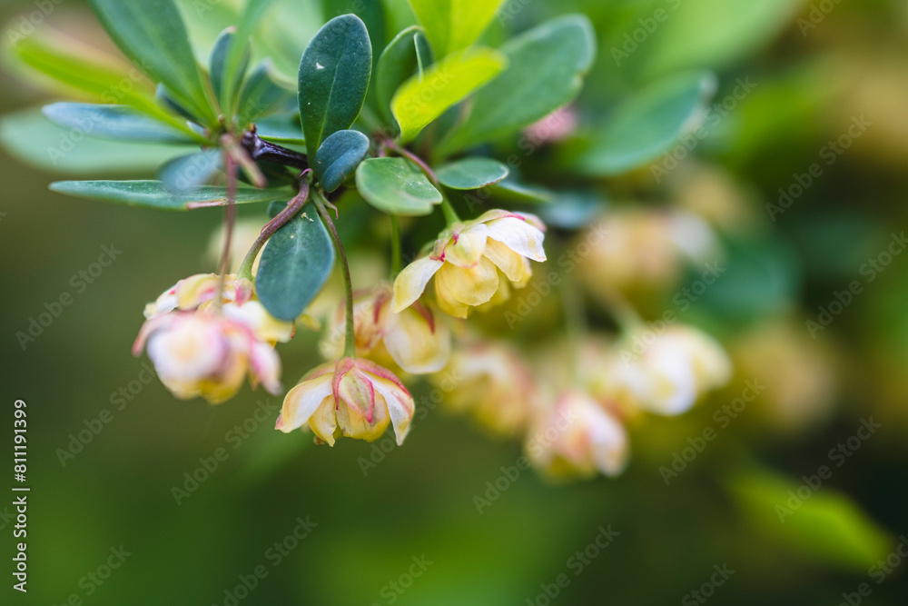 Blossoming shrub of the Berberis vulgaris (also known as common barberry, European barberry or simply barberry) Blossoming shrub of the Berberis vulgaris (also known as common barberry, European barberry or simply barberry)