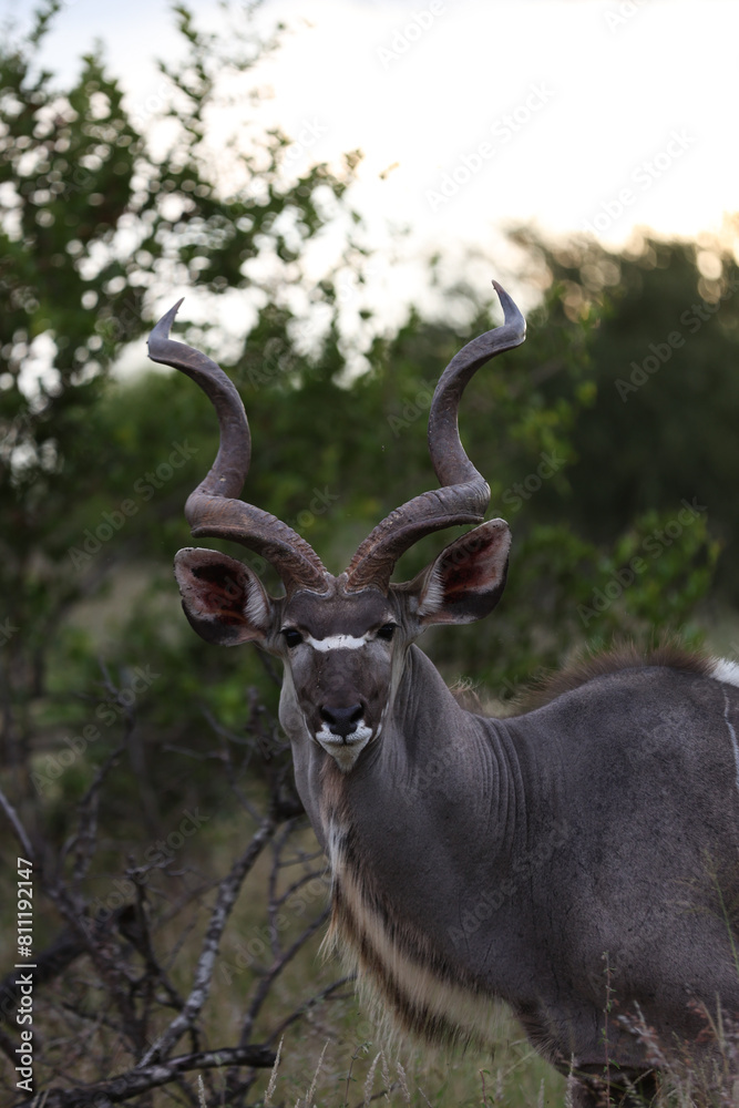 Deer looking at camera in South Africa Deer looking at camera in South Africa