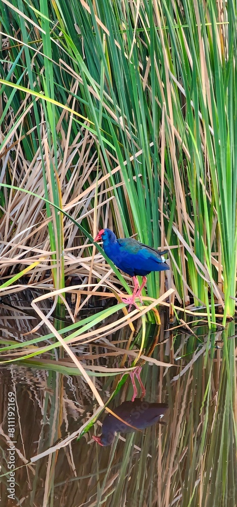 Australasian swamphen at a lake Australasian swamphen at a lake