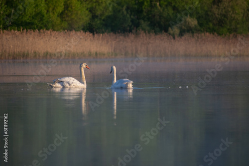 swans on the water