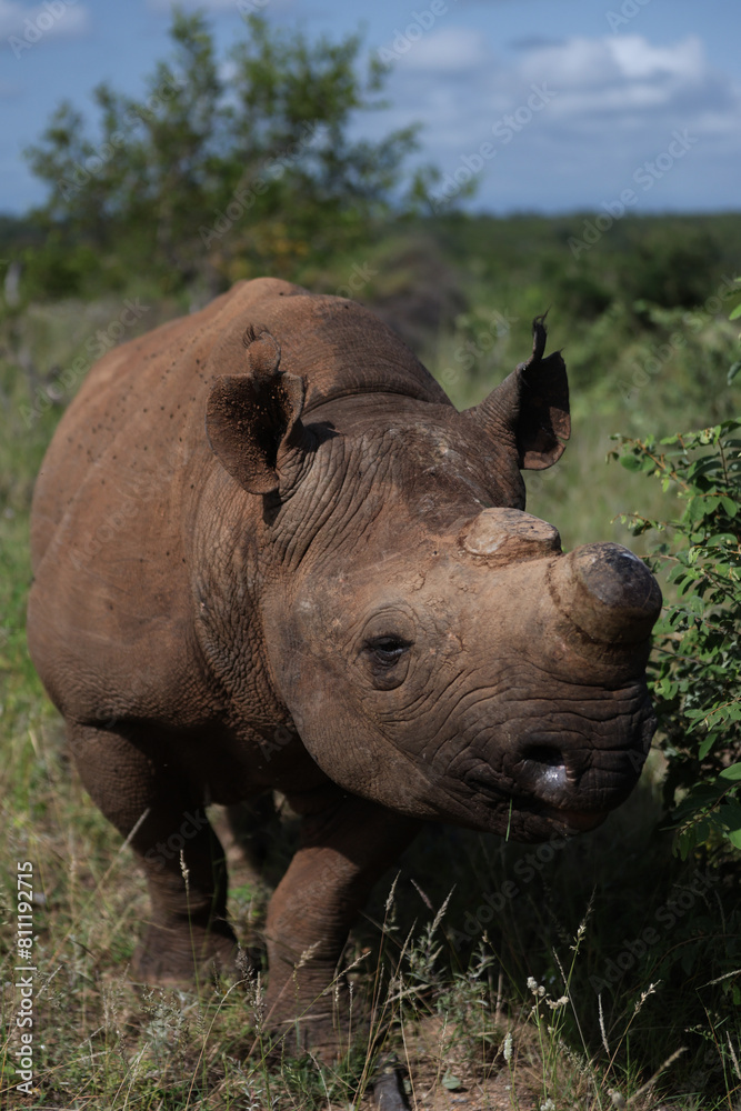 Fototapeta premium Rhino grazing on vegetation in South Africa
