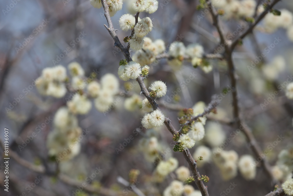 Acacia flowers in Etosha National Park, Namibia Acacia flowers in Etosha National Park, Namibia