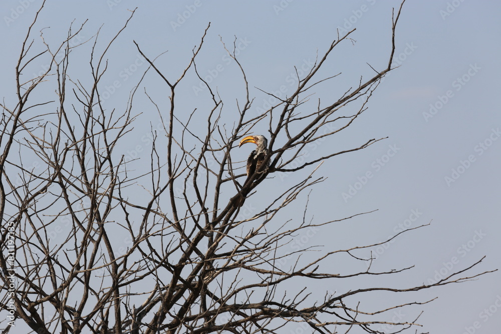 Yellow-billed hornbill on a tree in Etosha National Park, Namibia