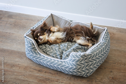 funny chihuahua dog resting on her back on a pet bed indoors, top view