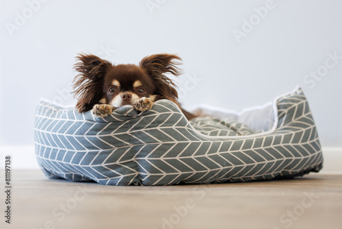 adorable chihuahua dog resting on soft pet bed indoors