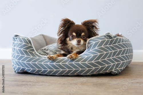 cute chihuahua dog lying down in a soft pet bed indoors
