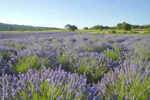 A field filled with purple flowers, with trees in the background under a clear sky, A field of lavender stretching into the horizon