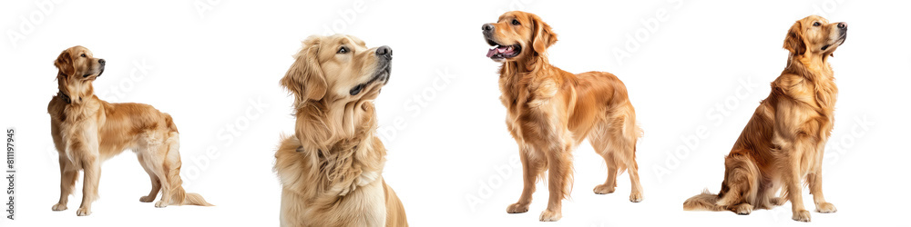 Golden Retriever, full body dog chewing side view isolated on transparent, alpha background PNG cut out