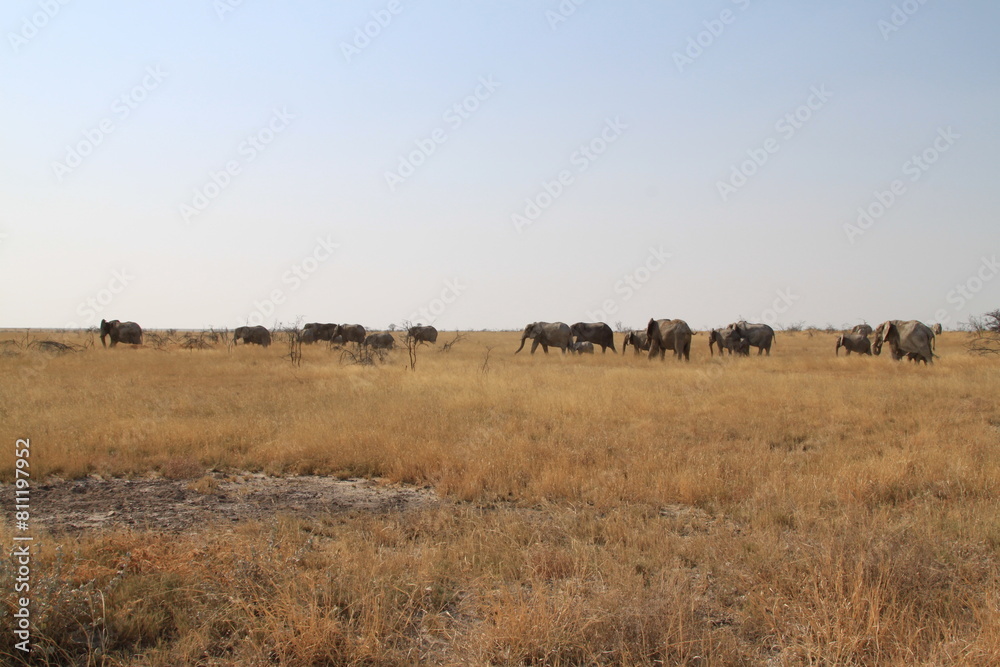 Group of elephants in Etosha National Park, Namibia Group of elephants in Etosha National Park, Namibia