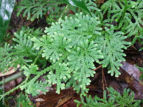 a close-up of a green plant with small, scale-like leaves. The leaves are arranged in two rows on either side of a central stem. The edges of the leaves are slightly curled inwards. The plant is grow