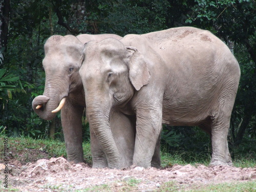 The image depicts a pair of African elephants, one standing slightly behind the other, amidst a lush green expanse. Their wrinkled, gray skin is adorned with patches of dust