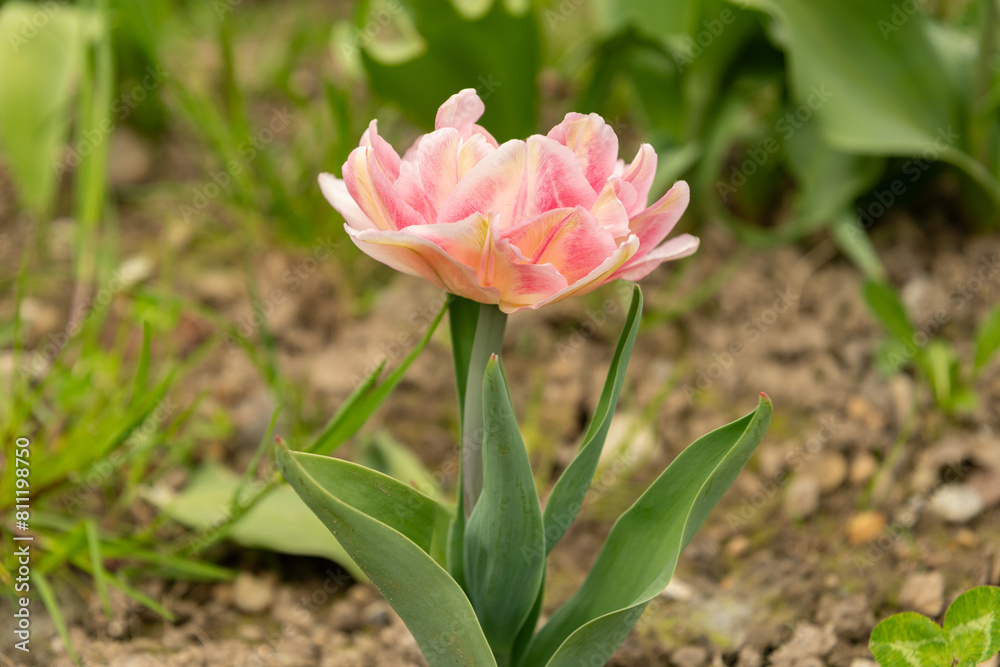 Tulip flowers on a meadow in Saint Gallen in Switzerland Tulip flowers on a meadow in Saint Gallen in Switzerland