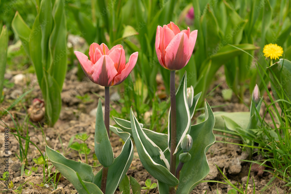 Tulip flowers on a meadow in Saint Gallen in Switzerland Tulip flowers on a meadow in Saint Gallen in Switzerland