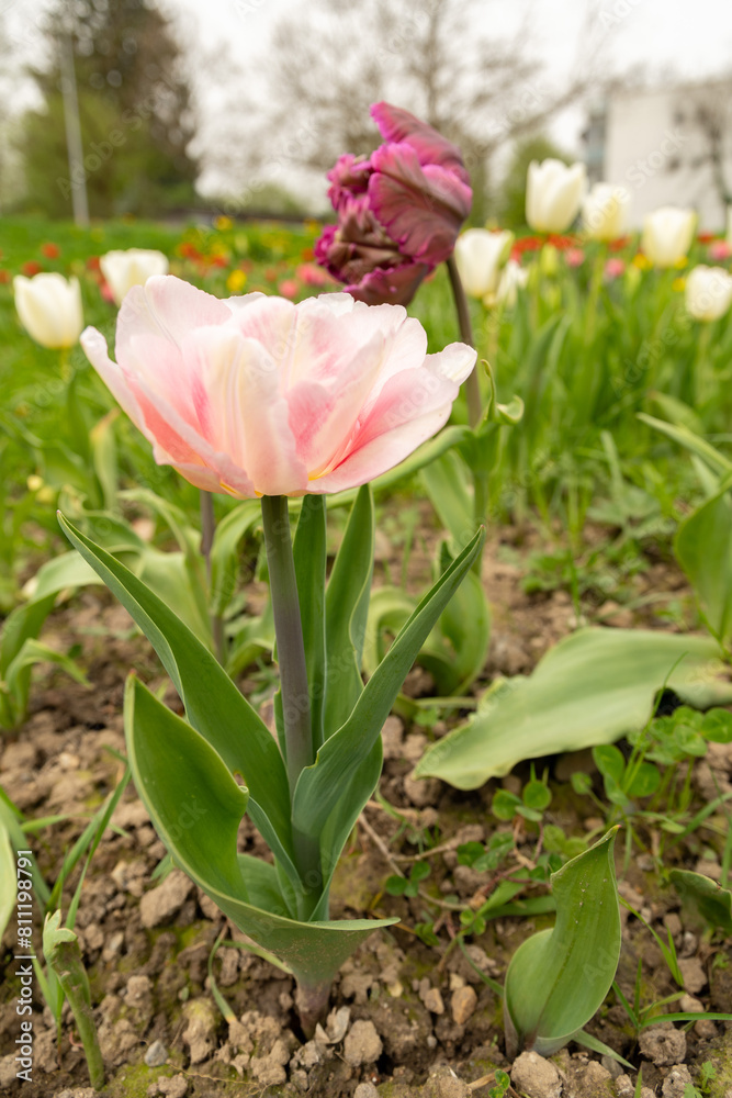 Tulip flowers on a meadow in Saint Gallen in Switzerland Tulip flowers on a meadow in Saint Gallen in Switzerland