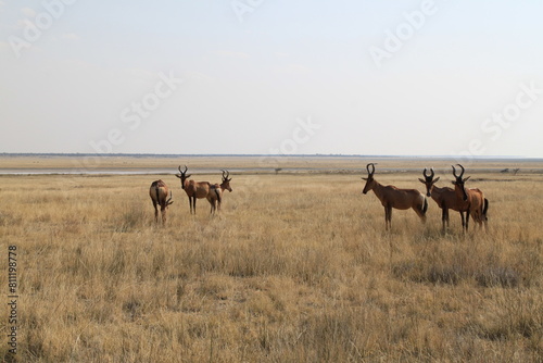 Red Hartebeest in Etosha Park  Namibia