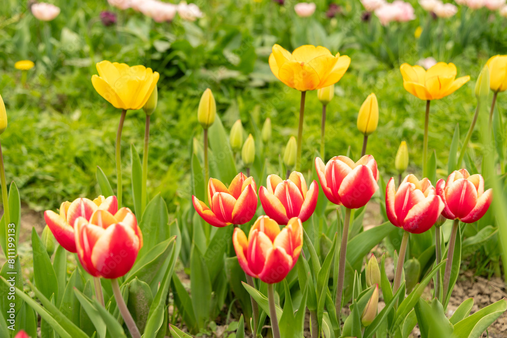 Tulip flowers on a meadow in Saint Gallen in Switzerland Tulip flowers on a meadow in Saint Gallen in Switzerland