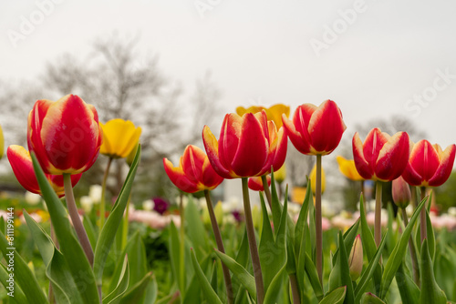 Tulip flowers on a meadow in Saint Gallen in Switzerland