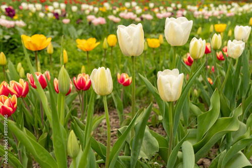 Tulip flowers on a meadow in Saint Gallen in Switzerland