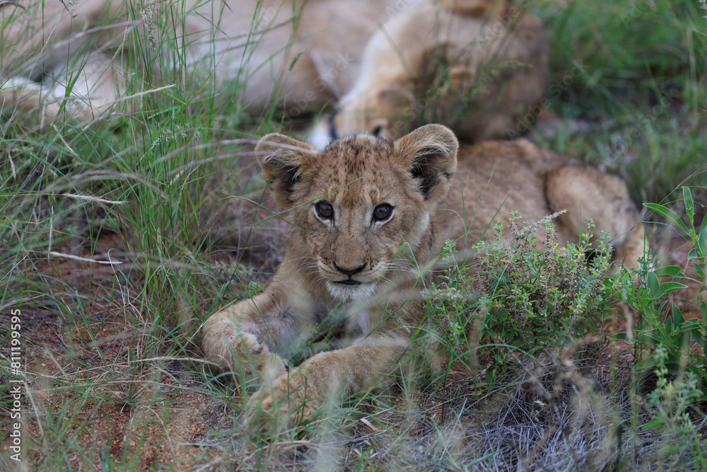 Lion cub being curious in tall grass Lion cub being curious in tall grass