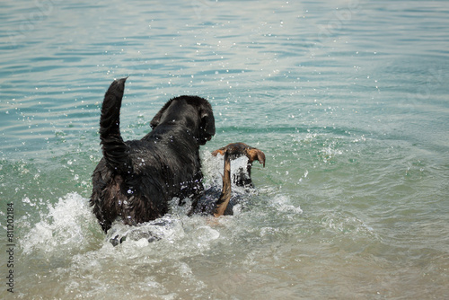 two dogs a black labrador retriever and a terrier dachshund type walking in shallow water in the summer