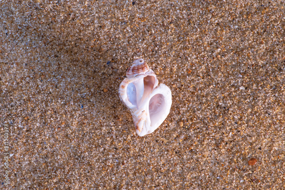 Close-up of a shell on a sandy beach