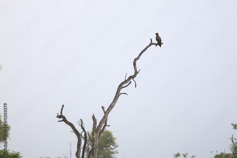 Bird of prey sitting on dead tree South Africa Bird of prey sitting on dead tree South Africa