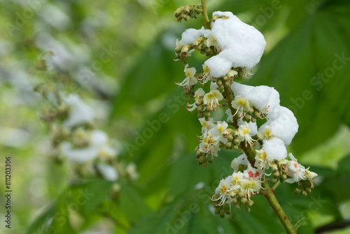 Snow in the spring forest. Chestnut flowers covered with snow after a sudden snowfall.