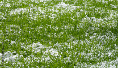 Young grass is covered with snow after a sudden snowfall in spring.
