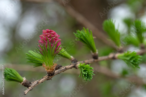 Blooming spring branch of a larch close-up. photo
