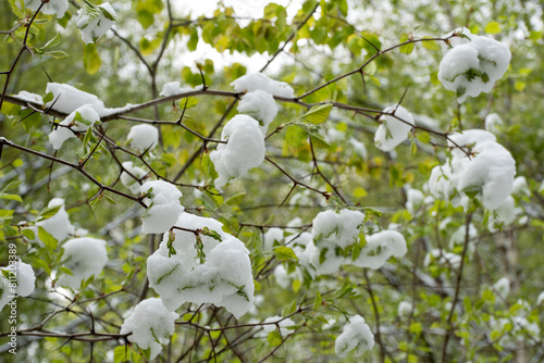 Snow in the spring forest. Young spring leaves covered with snow after a sudden snowfall.