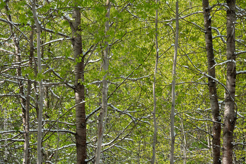 Snow in the spring forest. Young spring leaves covered with snow after a sudden snowfall.