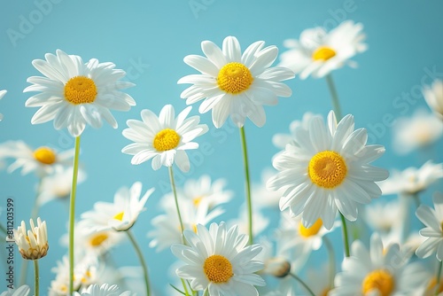 Daisies in the field with blue sky background. Generative AI.