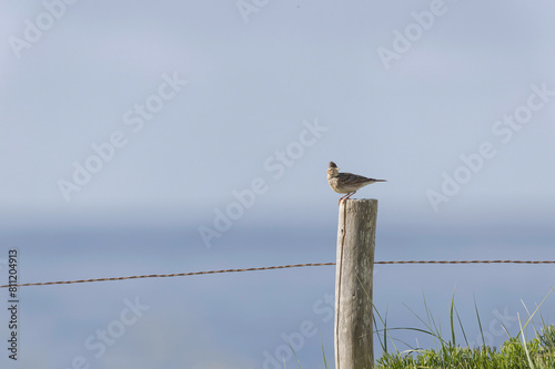 Skylark Alauda arvensis in close view in Bretagne, France photo